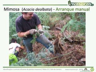 Identificação e controlo eficiente de plantas invasoras|7 Maio 15 | Vale de Cambra www.invasoras.pt 20/50
Mimosa (Acacia dealbata) - Arranque manual
 