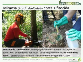 Identificação e controlo eficiente de plantas invasoras|7 Maio 15 | Vale de Cambra www.invasoras.pt 21/50
Mimosa (Acacia dealbata) – corte + fitocida
controlo de continuidade: arranque; deixar crescer e descascar; cortes
sucessivos; dependendo dos locais, pulverização com fitocida (em último
caso!). Germinação: arranque, corte com motorroçadora < 20cm
 