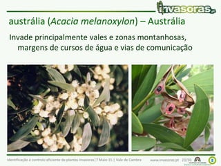 Identificação e controlo eficiente de plantas invasoras|7 Maio 15 | Vale de Cambra www.invasoras.pt 23/50
austrália (Acacia melanoxylon) – Austrália
Invade principalmente vales e zonas montanhosas,
margens de cursos de água e vias de comunicação
 