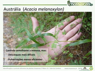 Identificação e controlo eficiente de plantas invasoras|7 Maio 15 | Vale de Cambra www.invasoras.pt 24/50
Austrália (Acacia melanoxylon)
Controlo semelhante a mimosa, mas:
- Descasques mais difíceis
- Pulverizações menos eficientes
 