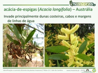 Identificação e controlo eficiente de plantas invasoras|7 Maio 15 | Vale de Cambra www.invasoras.pt 25/50
acácia-de-espigas (Acacia longifolia) – Austrália
Invade principalmente dunas costeiras, cabos e margens
de linhas de água
 