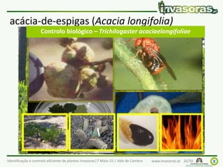 Identificação e controlo eficiente de plantas invasoras|7 Maio 15 | Vale de Cambra www.invasoras.pt 26/50
acácia-de-espigas (Acacia longifolia)
CTC 2003 – Reserva Natural Dunas S.Jacinto
Controlo biológico – Trichilogaster acaciaelongifoliae
 