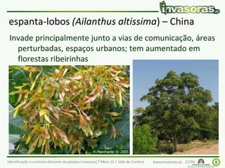 Identificação e controlo eficiente de plantas invasoras|7 Maio 15 | Vale de Cambra www.invasoras.pt 27/50
espanta-lobos (Ailanthus altissima) – China
Invade principalmente junto a vias de comunicação, áreas
perturbadas, espaços urbanos; tem aumentado em
florestas ribeirinhas
 