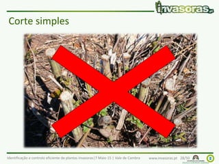 Identificação e controlo eficiente de plantas invasoras|7 Maio 15 | Vale de Cambra www.invasoras.pt 28/50
Corte simples
 