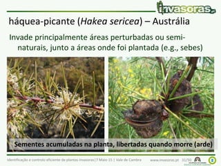 Identificação e controlo eficiente de plantas invasoras|7 Maio 15 | Vale de Cambra www.invasoras.pt 31/50
háquea-picante (Hakea sericea) – Austrália
Invade principalmente áreas perturbadas ou semi-
naturais, junto a áreas onde foi plantada (e.g., sebes)
Sementes acumuladas na planta, libertadas quando morre (arde)
 