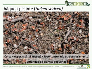 Identificação e controlo eficiente de plantas invasoras|7 Maio 15 | Vale de Cambra www.invasoras.pt 32/50
háquea-picante (Hakea sericea)
Corte + espera (12-18 meses) + fogo controlado ou destroçamento
Arranque de plantas pequenas
 