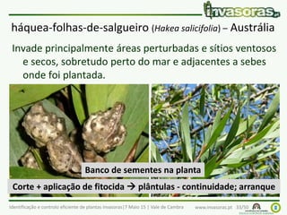 Identificação e controlo eficiente de plantas invasoras|7 Maio 15 | Vale de Cambra www.invasoras.pt 33/50
háquea-folhas-de-salgueiro (Hakea salicifolia) – Austrália
Invade principalmente áreas perturbadas e sítios ventosos
e secos, sobretudo perto do mar e adjacentes a sebes
onde foi plantada.
Banco de sementes na planta
Corte + aplicação de fitocida  plântulas - continuidade; arranque
 