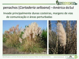 Identificação e controlo eficiente de plantas invasoras|7 Maio 15 | Vale de Cambra www.invasoras.pt 34/50
penachos (Cortaderia selloana) –América doSul
Invade principalmente dunas costeiras, margens de vias
de comunicação e áreas perturbadas
 