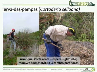 Identificação e controlo eficiente de plantas invasoras|7 Maio 15 | Vale de Cambra www.invasoras.pt 35/50
erva-das-pampas (Cortaderia selloana)
Arranque; Corte rente + espera + glifosato;
remover plumas INÍCIO Setembro para sacos
 