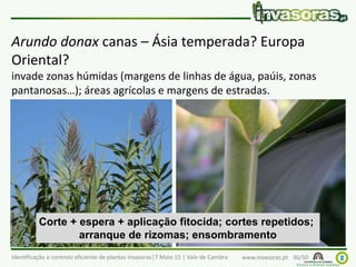 Identificação e controlo eficiente de plantas invasoras|7 Maio 15 | Vale de Cambra www.invasoras.pt 36/50
Arundo donax canas – Ásia temperada? Europa
Oriental?
invade zonas húmidas (margens de linhas de água, paúis, zonas
pantanosas…); áreas agrícolas e margens de estradas.
Corte + espera + aplicação fitocida; cortes repetidos;
arranque de rizomas; ensombramento
 