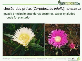 Identificação e controlo eficiente de plantas invasoras|7 Maio 15 | Vale de Cambra www.invasoras.pt 37/50
chorão-das-praias (Carpobrotus edulis) – África do Sul
Invade principalmente dunas costeiras, cabos e taludes
onde foi plantado
 