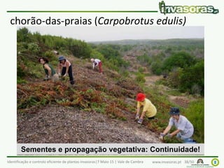 Identificação e controlo eficiente de plantas invasoras|7 Maio 15 | Vale de Cambra www.invasoras.pt 38/50
chorão-das-praias (Carpobrotus edulis)
Sementes e propagação vegetativa: Continuidade!
 