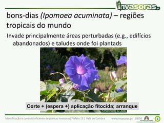 Identificação e controlo eficiente de plantas invasoras|7 Maio 15 | Vale de Cambra www.invasoras.pt 39/50
bons-dias (Ipomoea acuminata) – regiões
tropicais do mundo
Invade principalmente áreas perturbadas (e.g., edifícios
abandonados) e taludes onde foi plantads
Corte + (espera +) aplicação fitocida; arranque
 