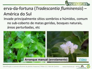 Identificação e controlo eficiente de plantas invasoras|7 Maio 15 | Vale de Cambra www.invasoras.pt 40/50
erva-da-fortuna (Tradescantia fluminensis) –
América do Sul
Invade principalmente sítios sombrios e húmidos, comum
no sub-coberto de matas geridas, bosques naturais,
áreas perturbadas, etc
Arranque manual (enrolamento) Vídeo
 