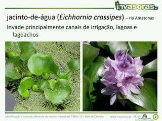 Identificação e controlo eficiente de plantas invasoras|7 Maio 15 | Vale de Cambra www.invasoras.pt 41/50
jacinto-de-água (Eichhornia crassipes) – rio Amazonas
Invade principalmente canais de irrigação, lagoas e
lagoachos
 