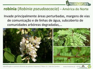Identificação e controlo eficiente de plantas invasoras|7 Maio 15 | Vale de Cambra www.invasoras.pt 42/50
robínia (Robinia pseudoacacia) – América do Norte
Invade principalmente áreas perturbadas, margens de vias
de comunicação e de linhas de água, subcoberto de
comunidades arbóreas degradadas,…
 