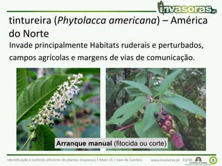 Identificação e controlo eficiente de plantas invasoras|7 Maio 15 | Vale de Cambra www.invasoras.pt 43/50
tintureira (Phytolacca americana) – América
do Norte
Invade principalmente Habitats ruderais e perturbados,
campos agrícolas e margens de vias de comunicação.
Arranque manual (fitocida ou corte)
 