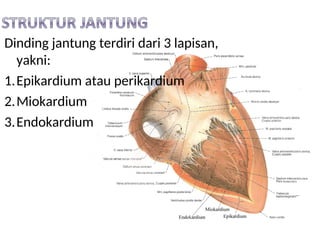 Dinding jantung terdiri dari 3 lapisan,
yakni:
1.Epikardium atau perikardium
2.Miokardium
3.Endokardium
 