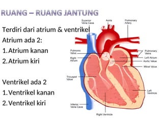 Terdiri dari atrium & ventrikel
Atrium ada 2:
1.Atrium kanan
2.Atrium kiri
Ventrikel ada 2
1.Ventrikel kanan
2.Ventrikel kiri
 