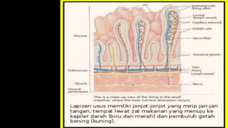 ppt ca rekti.pptx