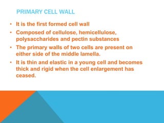PRIMARY CELL WALL
• It is the first formed cell wall
• Composed of cellulose, hemicellulose,
polysaccharides and pectin substances
• The primary walls of two cells are present on
either side of the middle lamella.
• It is thin and elastic in a young cell and becomes
thick and rigid when the cell enlargement has
ceased.
 