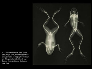 7.21 Eduard Valenta & Josef Maria
Eder, Frogs, 1896, from the portfolio
Versuche über photographie mittlest
der Röntgenschen Strahlen. X-ray.
George Eastman House, Rochester,
New York.
 