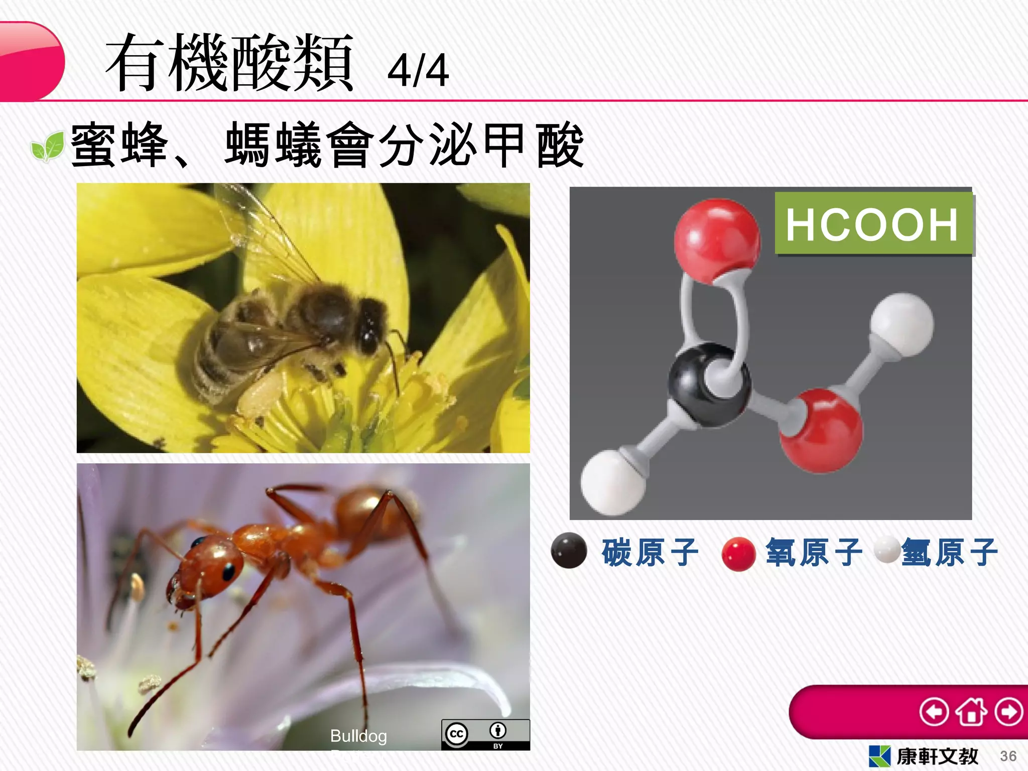 Bulldog
Pottery
蜜蜂、螞蟻會分泌甲酸
有機酸類 4/4
36
HCOOHHCOOH
碳原子 氧原子 氫原子
 