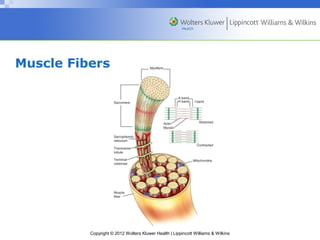 Muscle Fibers 
Copyright © 2012 Wolters Kluwer Health | Lippincott Williams & Wilkins 
 