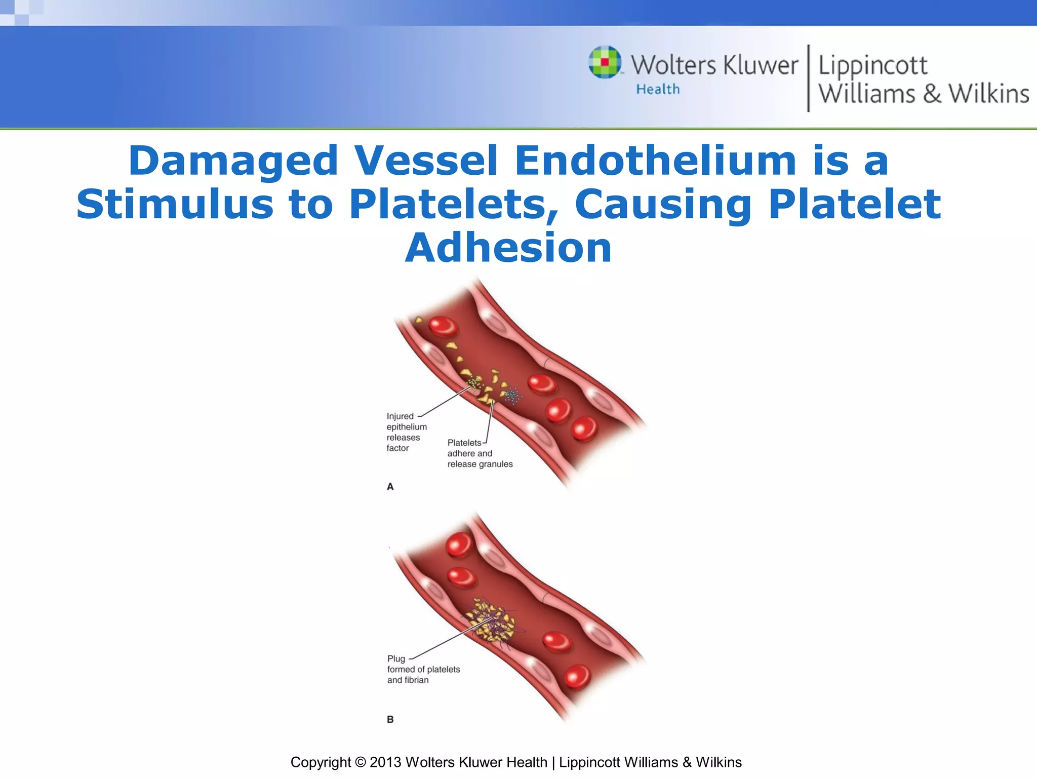 Copyright © 2013 Wolters Kluwer Health | Lippincott Williams & Wilkins
Damaged Vessel Endothelium is a
Stimulus to Platelets, Causing Platelet
Adhesion
 