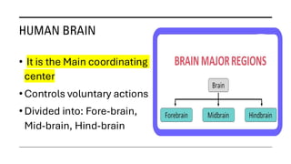 CHAPTER-6 CONTROL AND COORDINATION CLASS 10 [NCERT] | PDF