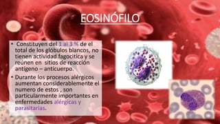 EOSINÓFILO
• Constituyen del 1 al 3 % de el
total de los glóbulos blancos, no
tienen actividad fagocitica y se
reúnen en sitios de reacción
antígeno – anticuerpo.
• Durante los procesos alérgicos
aumentan considerablemente el
numero de estos , son
particularmente importantes en
enfermedades alérgicas y
parasitarias.
 