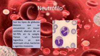 Neutrófilo
Son los tipos de glóbulos
blancos que se
encuentran en mayor
cantidad; abarcan de un
50-70% en la sangre.
Tienen un función
fagocítica ya que
destruyen virus, bacterias
y agentes invasores.
 