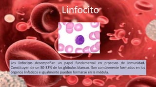 Linfocito
Los linfocitos desempeñan un papel fundamental en procesos de inmunidad.
Constituyen de un 30-33% de los glóbulos blancos. Son comúnmente formados en los
órganos linfáticos e igualmente pueden formarse en la médula.
 
