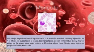 Monocito
Son un tipo de glóbulos blancos agranulocitos. Es el leucocito de mayor tamaño y representa del
4 al 8 % de los leucocitos en la sangre. Los monocitos se generan en la médula ósea y después
viajan por la sangre, para luego emigrar a diferentes tejidos como hígado, bazo, pulmones,
ganglios linfáticos; entre otros.
 