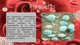 Plaquetas
Son fragmentos citoplasmáticos
pequeños, irregulares y carentes
de núcleo, de 2-3 µm de
diámetro, derivados de la
fragmentación de sus células
precursoras, los megacariocitos. La
producción de megacariocitos y
plaquetas está regulada por
la trombopoyetina, una hormona
producida habitualmente por
el hígado y los riñones.
 