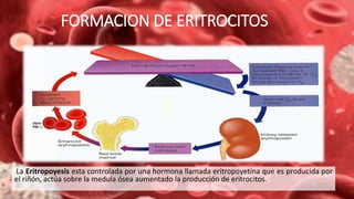 FORMACION DE ERITROCITOS
La Eritropoyesis esta controlada por una hormona llamada eritropoyetina que es producida por
el riñón, actúa sobre la medula ósea aumentado la producción de eritrocitos.
 