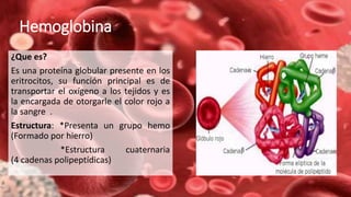 Hemoglobina
¿Que es?
Es una proteína globular presente en los
eritrocitos, su función principal es de
transportar el oxígeno a los tejidos y es
la encargada de otorgarle el color rojo a
la sangre .
Estructura: *Presenta un grupo hemo
(Formado por hierro)
*Estructura cuaternaria
(4 cadenas polipeptídicas)
 