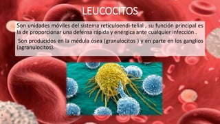LEUCOCITOS
Son unidades móviles del sistema reticuloendi-telial , su función principal es
la de proporcionar una defensa rápida y enérgica ante cualquier infección .
Son producidos en la médula ósea (granulocitos ) y en parte en los ganglios
(agranulocitos).
 