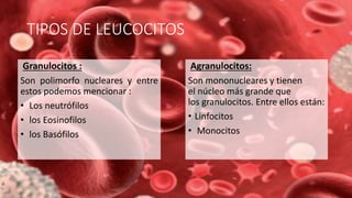 TIPOS DE LEUCOCITOS
Granulocitos :
Son polimorfo nucleares y entre
estos podemos mencionar :
• Los neutrófilos
• los Eosinofilos
• los Basófilos
Agranulocitos:
Son mononucleares y tienen
el núcleo más grande que
los granulocitos. Entre ellos están:
• Linfocitos
• Monocitos
 