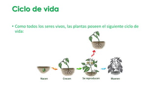 Ciclo de vida
• Como todos los seres vivos, las plantas poseen el siguiente ciclo de
vida:
 