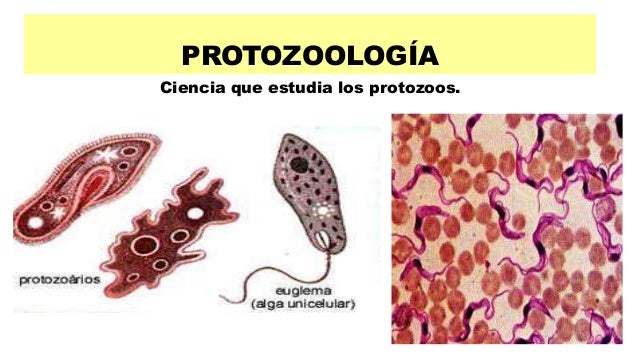 Ppt ciencias afines a la biología nov 2014