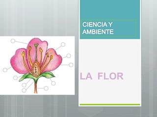 LA FLOR
 