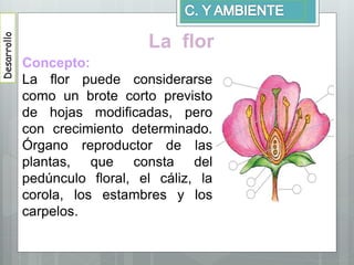 La flor
Desarrollo
Concepto:
La flor puede considerarse
como un brote corto previsto
de hojas modificadas, pero
con crecimiento determinado.
Órgano reproductor de las
plantas, que consta del
pedúnculo floral, el cáliz, la
corola, los estambres y los
carpelos.
 