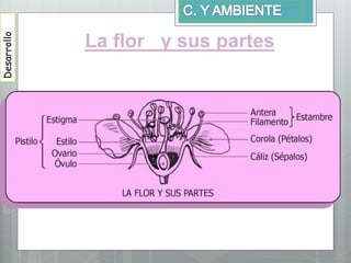 La flor y sus partes
Desarrollo
 