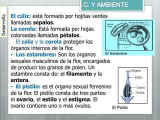 Desarrollo
El cáliz: está formado por hojitas verdes
llamadas sépalos.
La corola: Está formada por hojas
coloreadas llamadas pétalos.
El cáliz y la corola protegen los
órganos internos de la flor.
• Los estambres: Son los órganos
sexuales masculinos de la flor, encargados
de producir los granos de polen. Un
estambre consta de: el filamento y la
antera.
• El pistilo: es el órgano sexual femenino
de la flor. El pistilo consta de tres partes:
el ovario, el estilo y el estigma. El
ovario contiene uno o más óvulos.
 