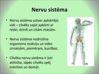 Nervu sistēma
• Nervu sistēma uztver apkārtējo
  vidi – cilvēks sajūt apkārti ar
  redzi, dzirdi un citām maņām.

• Nervu sistēma nodrošina
  organisma reakciju uz vides
  izmaiņām, piemēram, kustības.

• Cilvēka nervu sistēma ir ļoti
  attīstīta, tāpēc cilvēks spēj
  mācīties un domāt.
 