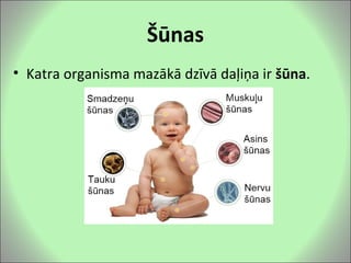 Šūnas
• Katra organisma mazākā dzīvā daļiņa ir šūna.
 