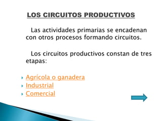 Las actividades primarias se encadenan 
con otros procesos formando circuitos. 
Los circuitos productivos constan de tres 
etapas: 
 Agrícola o ganadera 
 Industrial 
 Comercial 
 