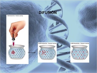 DIFUSIÓN 