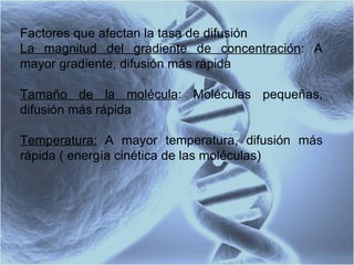 Factores que afectan la tasa de difusión La magnitud del gradiente de concentración : A mayor gradiente, difusión más rápida Tamaño de la molécula : Moléculas pequeñas, difusión más rápida Temperatura:  A mayor temperatura, difusión más rápida ( energía cinética de las moléculas) 